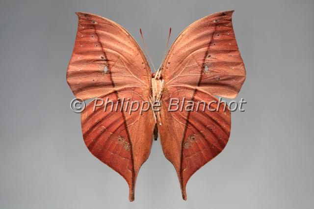 kallima verso.JPG - Kallima inachus (verso)Dead Leaf ButterflyLepidoptera, NymphalidaeInde